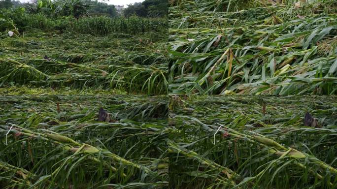 玉米地遭受洪水风灾倒伏 农作物受损严重