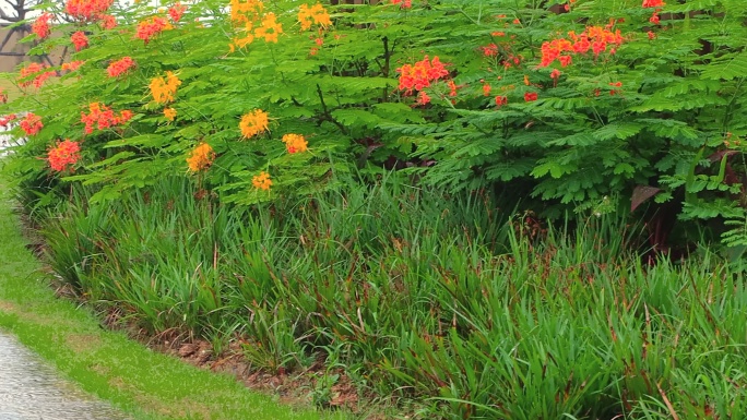 雨中公园鲜花绿草步道4K