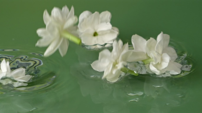 清新茉莉花水面漂浮