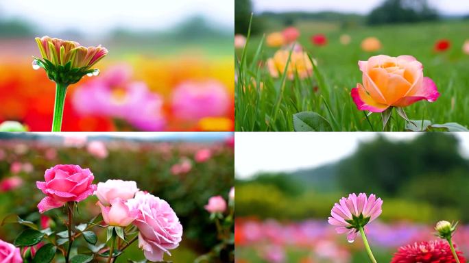 花朵开花绽放延时拍摄