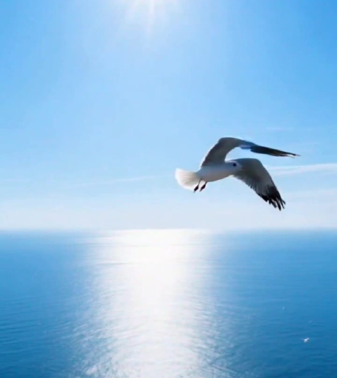 海鸥与大海