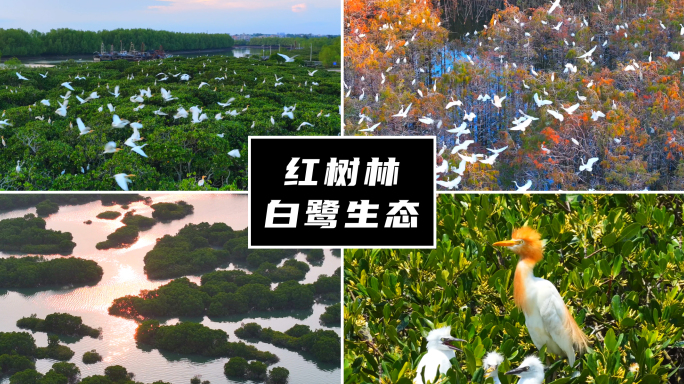 鹭鸟白鹭红树林湿地生态保护_02