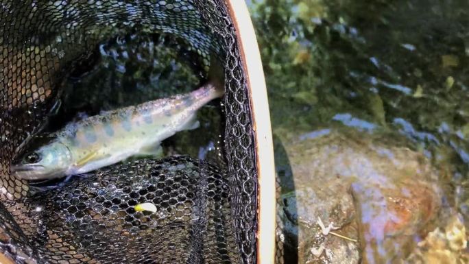 日本山间溪流中的鳟鱼
