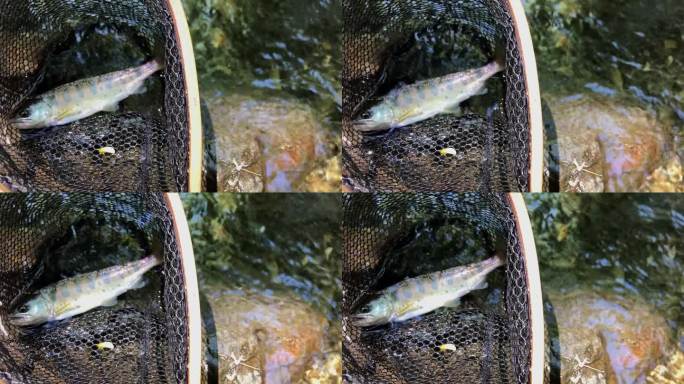 日本山间溪流中的鳟鱼