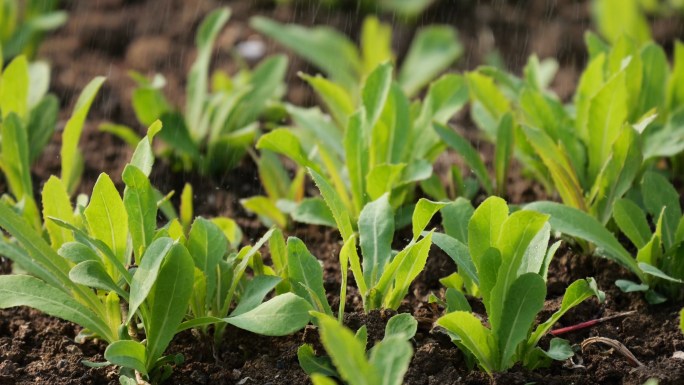 曲麻菜 山野菜 蘸酱菜