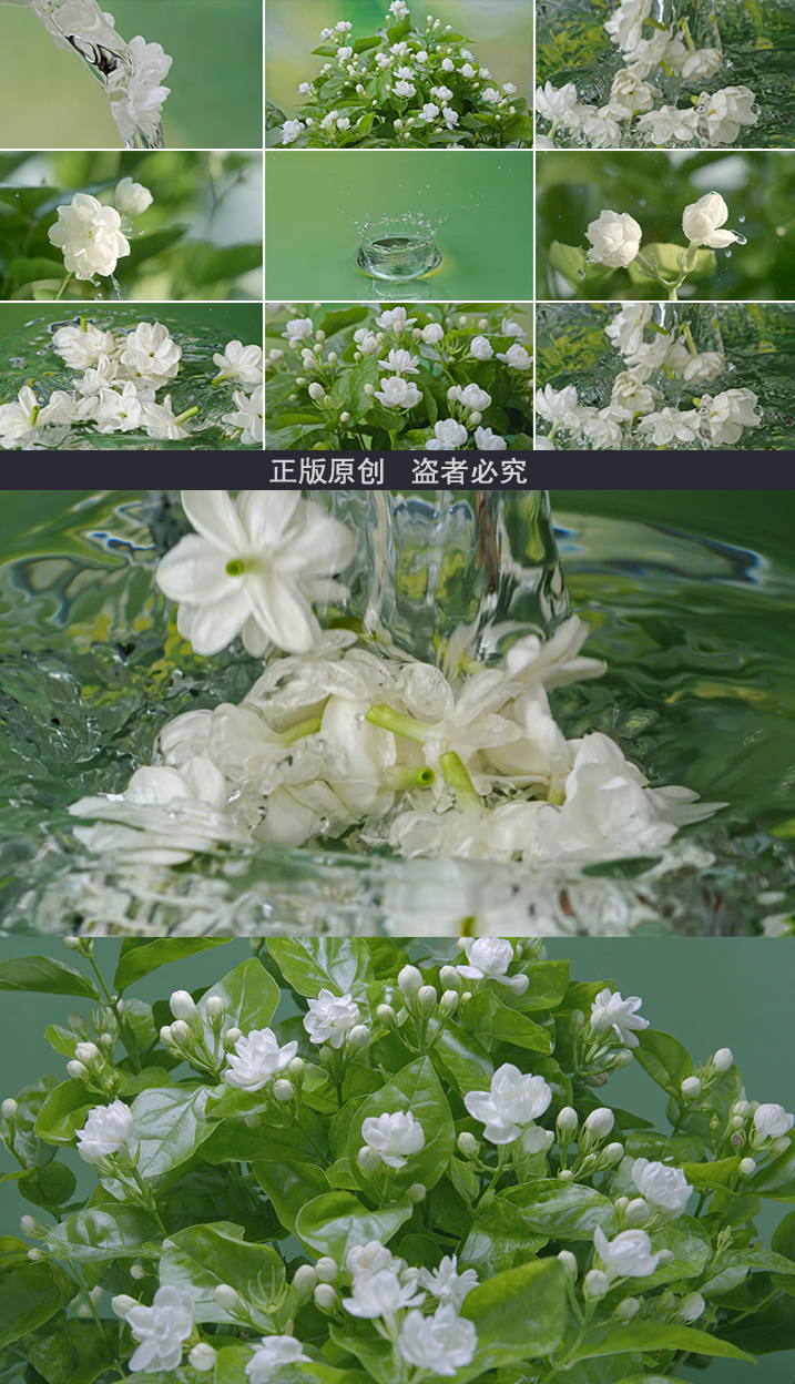 茉莉花 茉莉花开延时 茉莉花特写 茉莉花