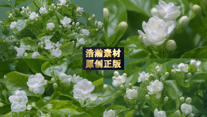 茉莉花 茉莉花开延时 茉莉花特写 茉莉花