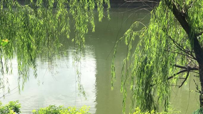 柳树倒影水面