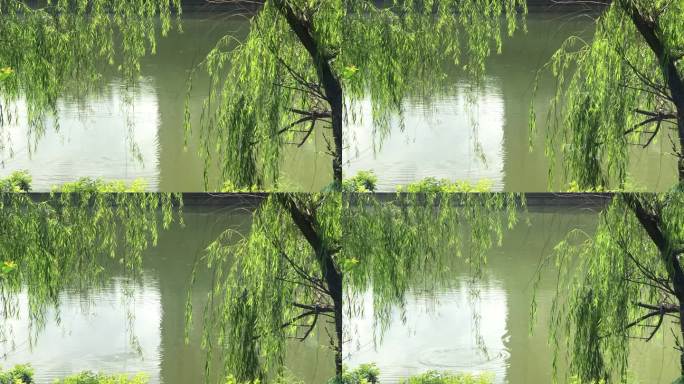 柳树倒影水面