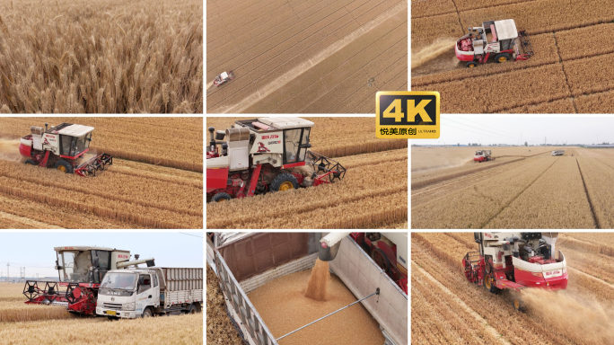 风吹麦浪联合收割机麦收粮食丰收农业农民