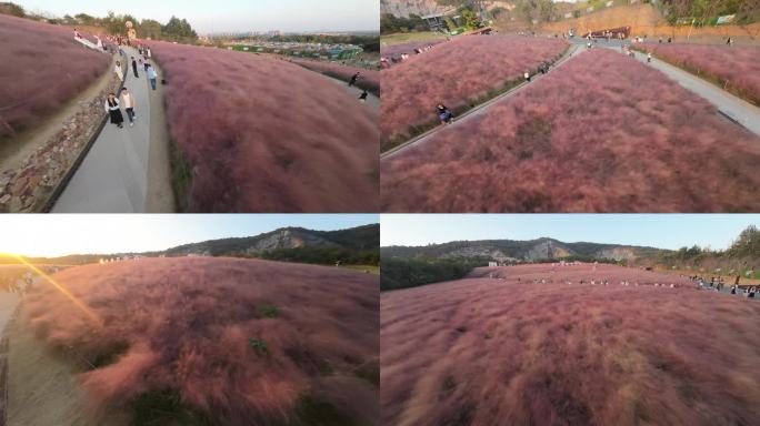 南京汤山粉黛乱子草田园风光日落晚霞穿越机