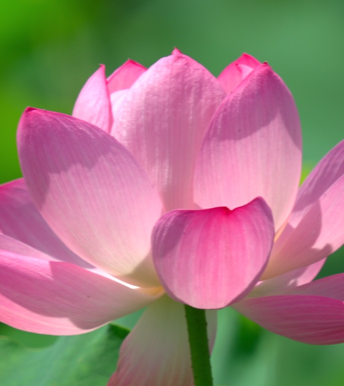 荷花 竖屏