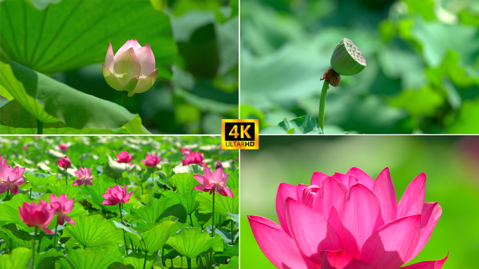 荷花 竖屏