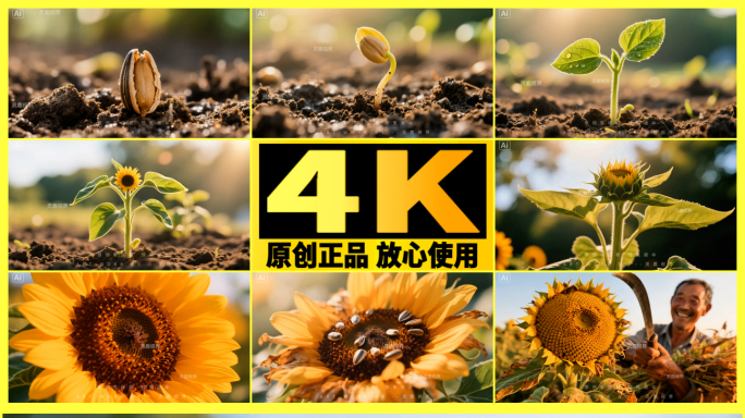 【精品】向日葵的生长过程阳光下向日葵绽放