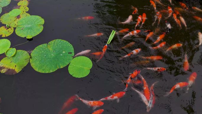 锦鲤嬉戏莲叶间
