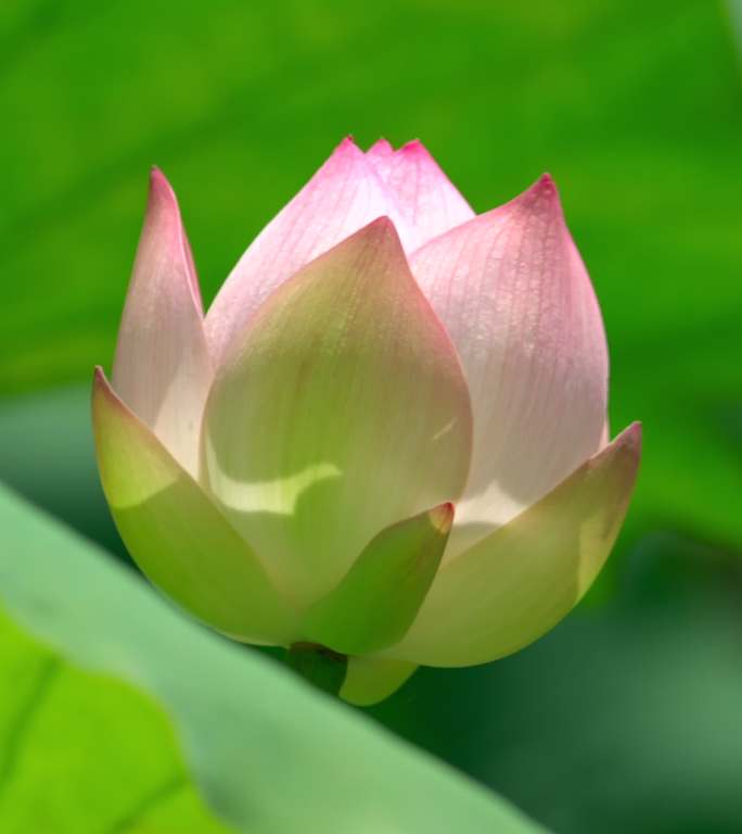 夏日荷花 竖屏