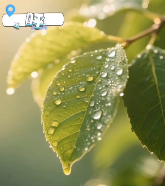 阳光穿透森林的唯美