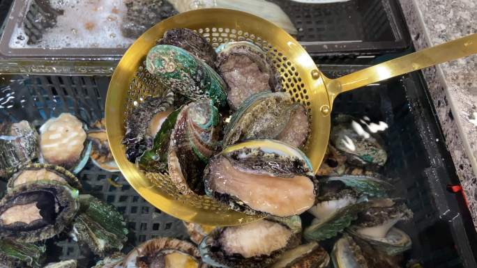 鲜活鲍鱼捞起瞬间