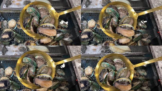 鲜活鲍鱼捞起瞬间