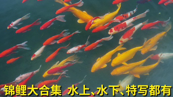 4K升格锦鲤 金鱼 鲤鱼戏水园林景观唯美