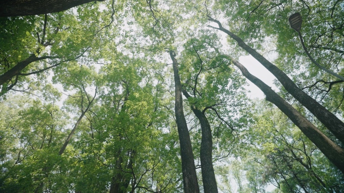 绿色山林自然风光