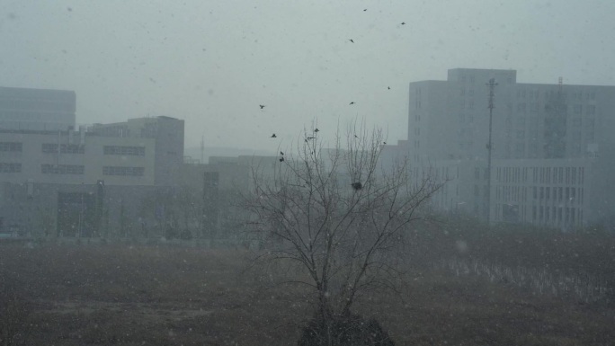 城市雪景中的鸟群