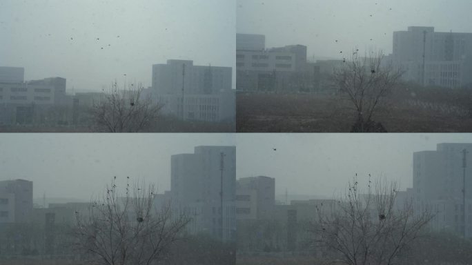 城市雪景中的鸟群
