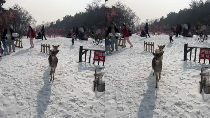 雪景小鹿 冬季自然 生态和谐 公园