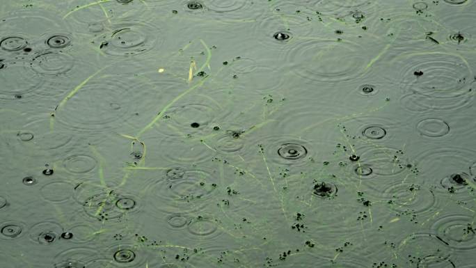 下雨水面涟漪雨水小雨