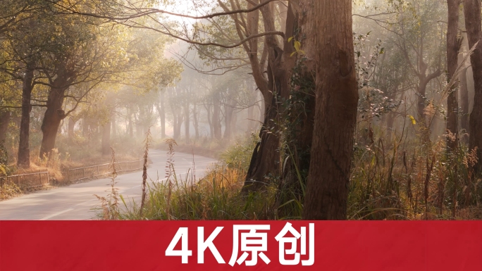清晨林间小路的丁达尔光