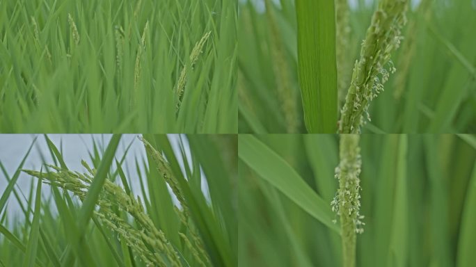 水稻抽穗扬花