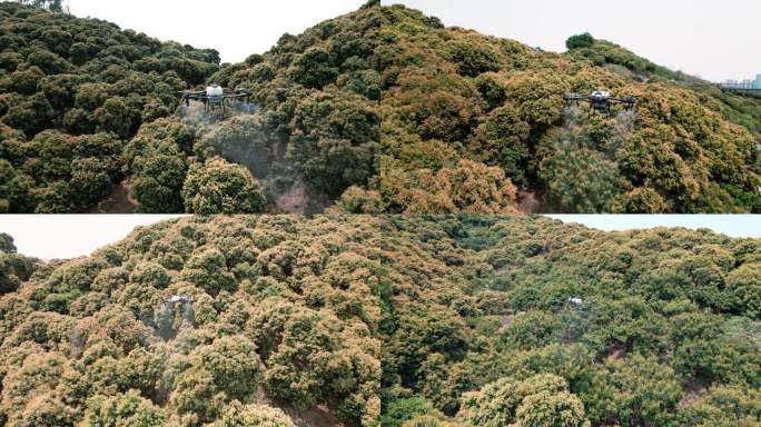 荔枝林无人机洒药
