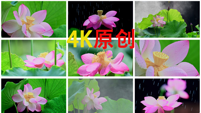荷花禅意荷花雨荷雾中荷花