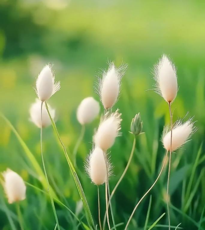 【4K】清新蒲苇草特写