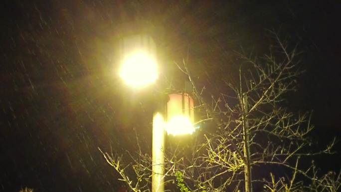 降雨天的路灯绿荫街景