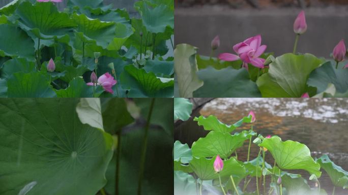 雨中的荷花升格合集