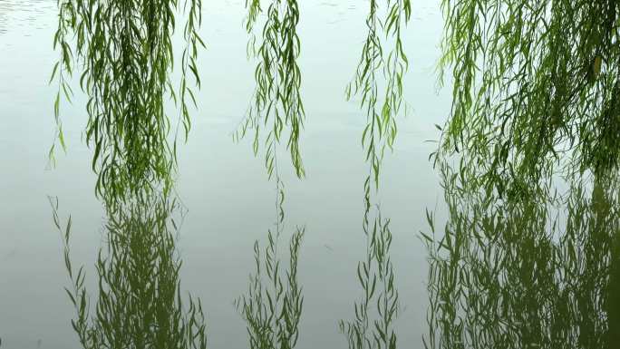 柳树枝条垂落