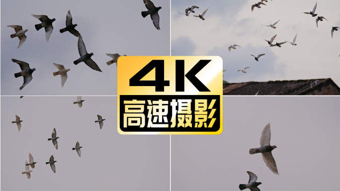 高速摄影 信鸽 赛鸽 4K 和平鸽