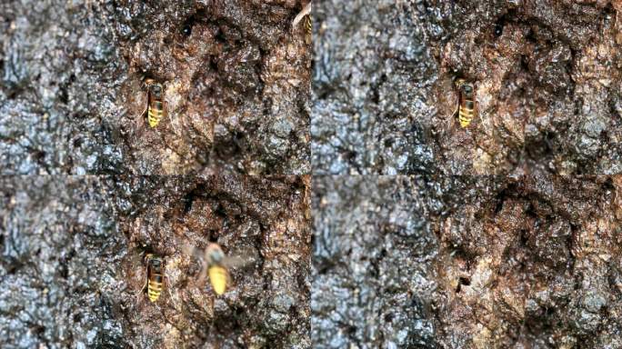 京畿道，光州市，黄蜂在吃蜜露 / 韩国