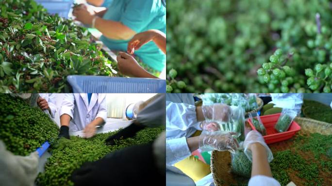 青花椒挑选装袋高清4K素材素材