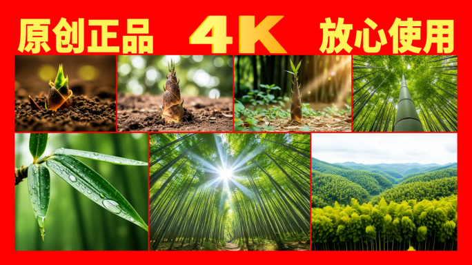 【精品 竹子延时生长】竹林竹笋破土生长