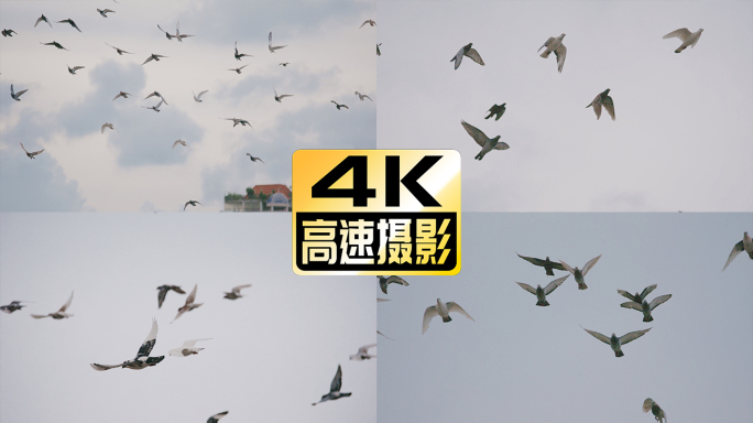 高速摄影 信鸽 赛鸽 4K 和平鸽