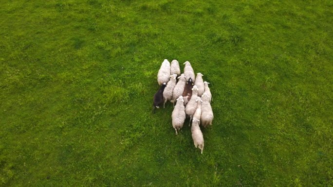 无人机镜头：一群羊在绿色草地上紧密走在一起。