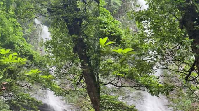 雨后森林瀑布景观