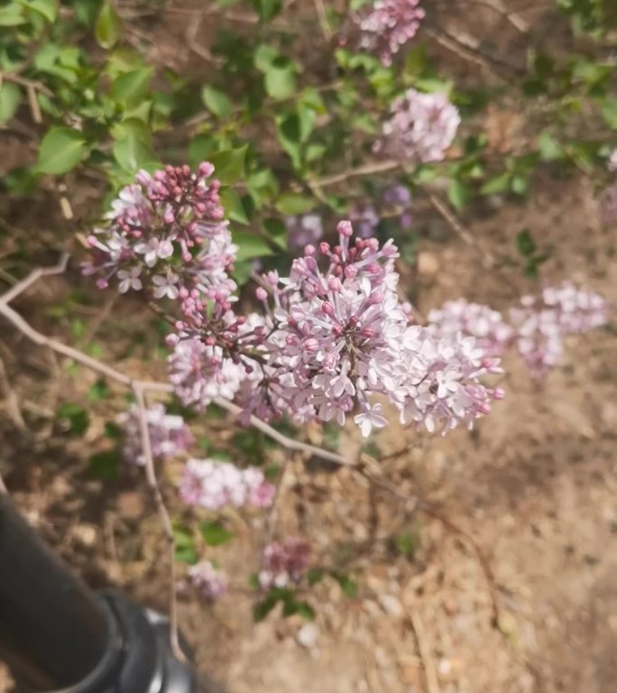 丁香花盛开的春日