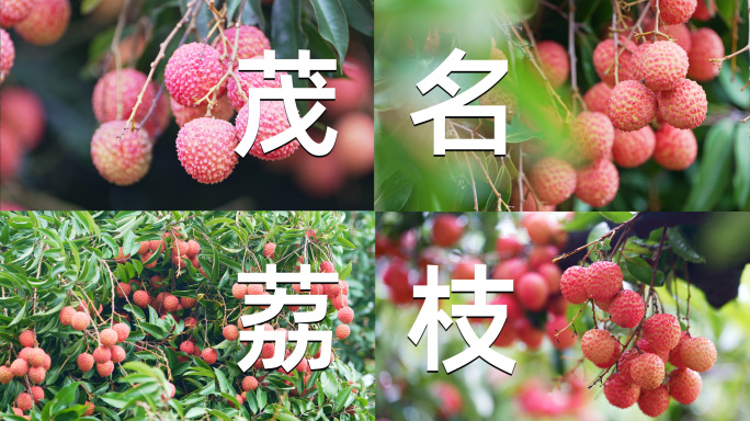 荔枝果实特写（全）茂名高州桂味妃子笑