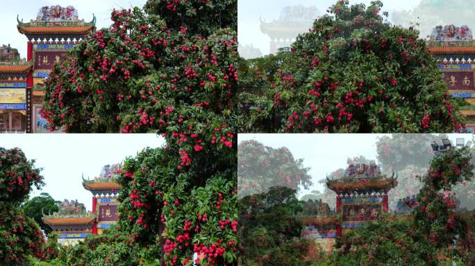 荔枝树与中国古建筑