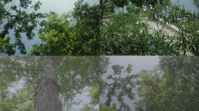 小清新树林建筑设计树叶逆光植物房地产