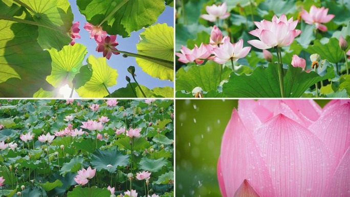 荷塘莲花盛开