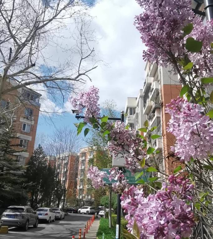 城市建筑旁的丁香花盛开